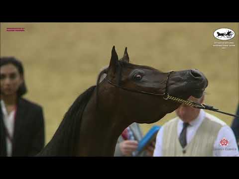 N 286 DASMAN AL ZOBARA   Qatar National Arabian Horse Championship 2021   Colts 2 Years Old Class 7