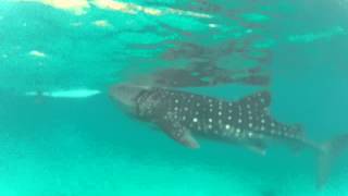 preview picture of video 'Swimming with the whale sharks in Oslob, Cebu Island in the Philippines'