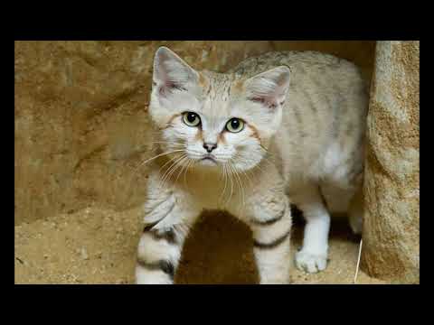 Sand Cat Facts  Interesting Facts about Sand Cat  Facts about Sand Cat