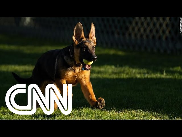 Conheça Commander, novo cachorro pastor alemão de Joe Biden