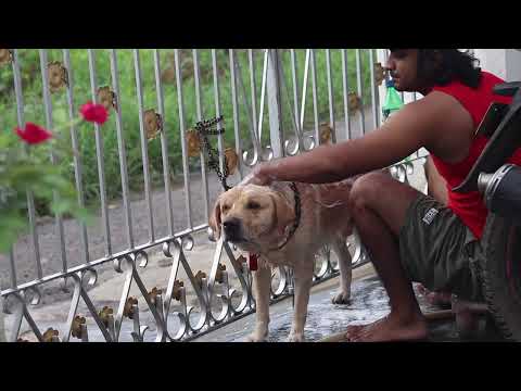 Refreshing Bath Labrador Time: Shampooing for a Clean & Happy Pup ipet guides