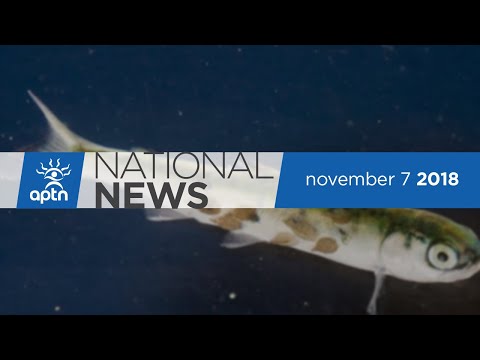 APTN National News November 7, 2018 – Sea lice outbreak, bill aimed at families in poverty