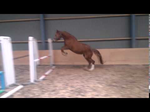 Kannan 3yo filly cavalier royal dam line