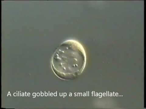 When prey becomes the predator