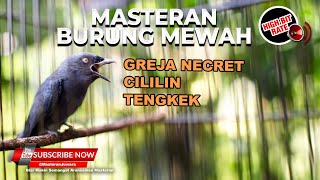 Download lagu 🔴Masteran Cililin Tengkek Greja Necret Materi Srigunting Abu Abu Gacor Kristal mp3