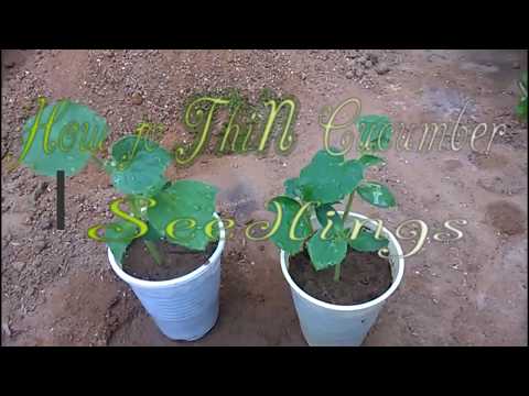 How to Thin Cucumber seedlings