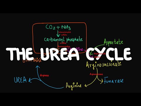 Urea Cycle made Easy | Biochemistry | #speedymedical