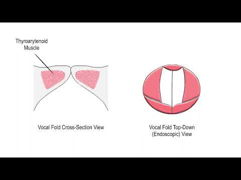 Basic Physiology of Human Voice Production - The Vocal Cord Mucosal Wave