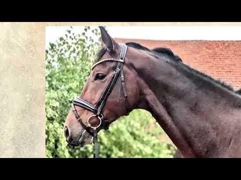 Dressurpferd von Revolution-Hofrat geb.2017, for sale