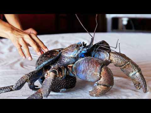 GIANT COCONUT CRAB Cooked Two Ways