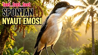 Download lagu suara cendet gacor pagi siang sore Toet Toet Bikin Cendet Manapun Nyaut dg sekali Dengar mp3
