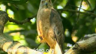 A common hawk - Shikra