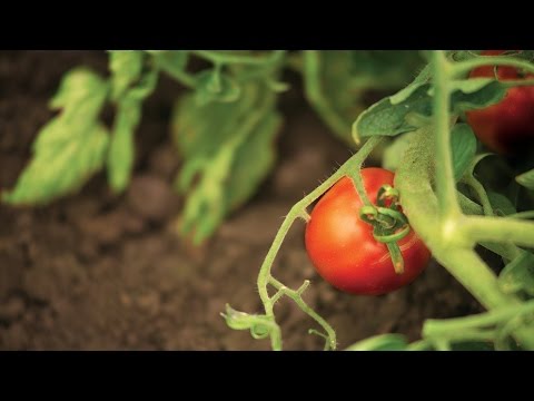 Research Increases the Confidence of California Tomato Growers