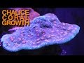 CHALICE CORAL GROWTH!!