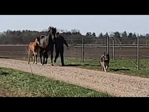 Hengstfohlen von Bon Courage