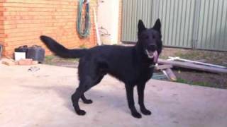 preview picture of video 'Black German Shepherd Dog MAX nuts over bubbles!'