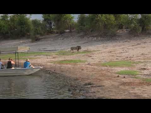 Lion sighting - Serondela Lodge
