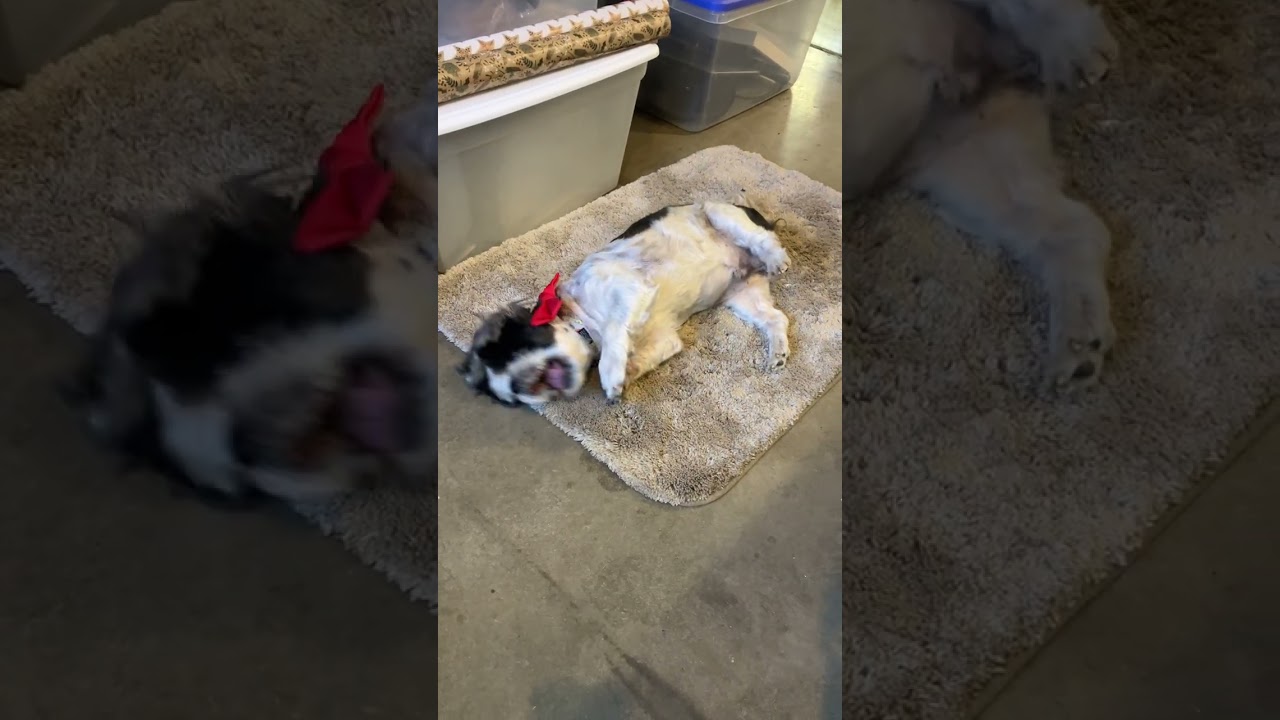 Enlarge Eugene, a ADOPTABLE Shih Tzu in Scottsdale, AZ video 6/6