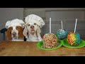 Dogs Make Candy Apples: Funny Dogs Maymo & Potpie Make Tasty Candy Apple Recipe
