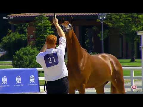 N.21 VIRGINIA MONISCIONE - Milan 2020 Arabian Horse Show - Fillies 3 Years Old (Class 3)