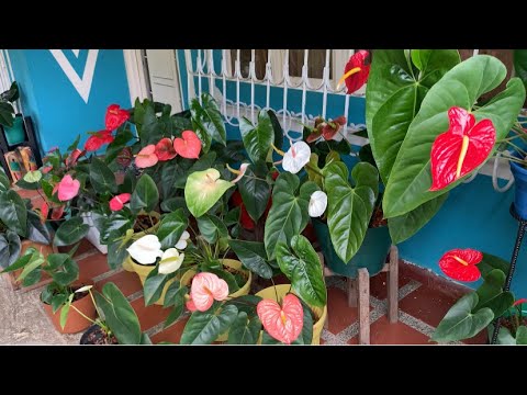 Anthuriums 🌱 My Garden Update 🌺 My Anthurium Collection