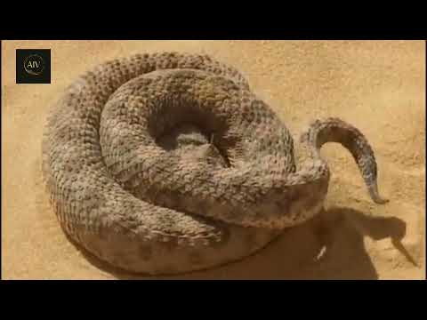Horn viper VS Desert cat.