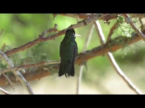 Rivoli's Hummingbird (Eugenes fulgens) Sitting on a Branch - Dog Canyon Campground