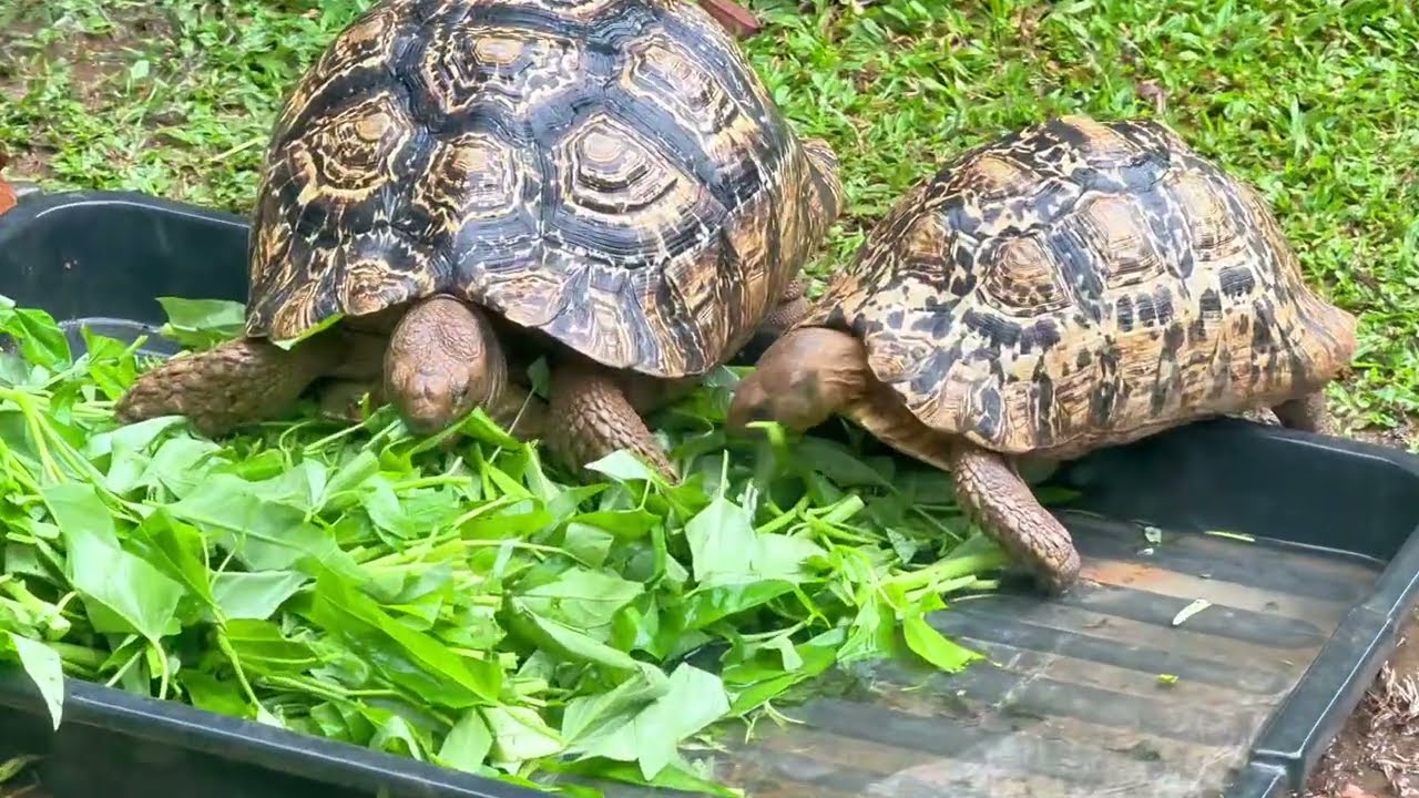 Embark on a virtual journey through the intriguing Malacca Crocodile & Recreational Park.