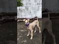 Rugged Dog Chippiparai Puppy Doglover Dog Trending Like Subscribe Share Happy Life