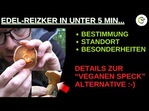 Edel-Reizker finden und bestimmen in unter 5 Minuten erklärt