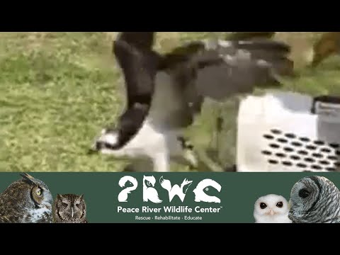 Osprey Released back to the Wild August 2018 #Osprey #WildlifeRescue