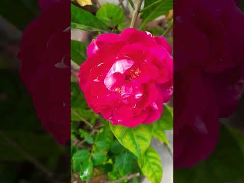 #viral  roses of our garden rate them out of  /10 #debolina #youtubeshorts #youtube #trendingshorts