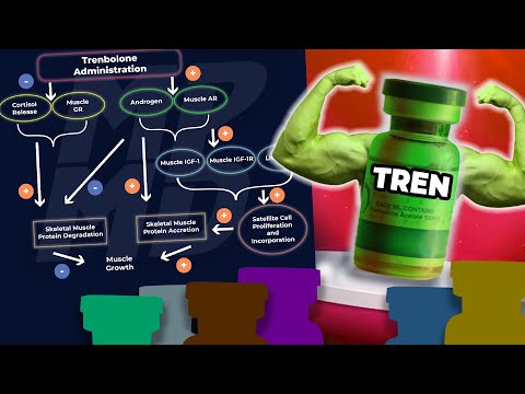 Why Trenbolone Works Better Than Other Anabolics In A Calorie Deficit | Science Explained