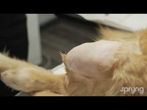 Canine Stifle Joint Injection Using Spryng | Technique Explained