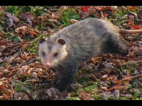 Raccoon and Opossum Trapping - The Management Advantage