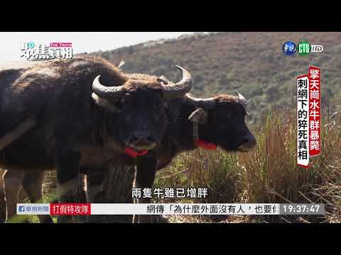 擎天崗水牛群暴斃 刺網圍籬惹議