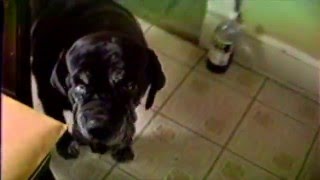 Diana with the dogs in the kitchen