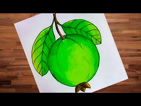 How to draw a Guava step by step