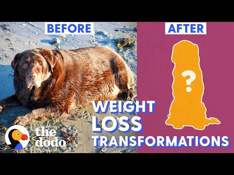 Las 5 mejores transformaciones para la pérdida de peso de tu perro | The Dodo