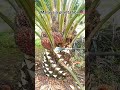 Palm Oil Cutting Malaysia