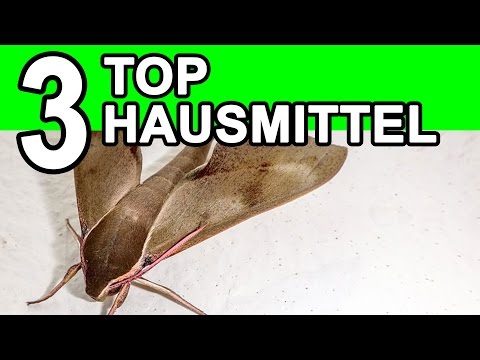 Lebensmittelmotten bekämpfen | die TOP 3 Hausmittel