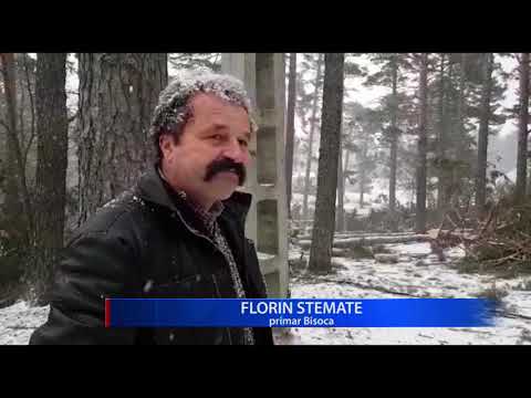 PINI MASIVI, SMULȘI DIN RĂDĂCINI