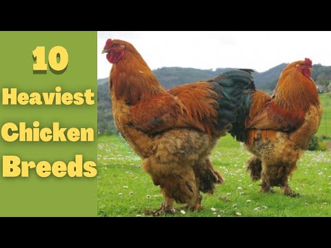 10 Heaviest chickens breeds in the world| 10 Largest Chicken| Giant  Chickens