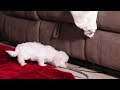 Bichon Frise dogs for sale: Rosie - Video 1