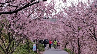 [問卦] 大熊櫻花林的櫻花數量是不是雙北地區最多