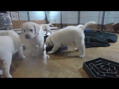 LIVE STREAM Puppy Cam replay! 6 Adorable Labrador Puppies starting their 6th Week! Feb 24