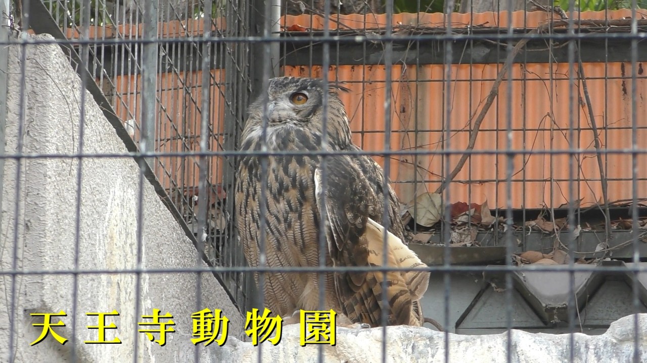 【天王寺動物園】 猛禽舎（260220）