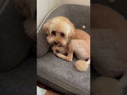 経営学科 ドッグソファでちょこんと座るトイプードル12ヶ月 #トイプードル #toypoodle