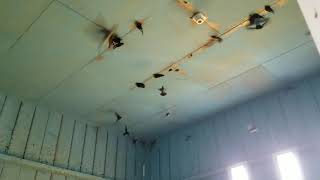 Download lagu Sarang Walet di rumah pribadi tanpa suara panggil mp3