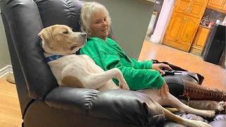 When God Sends You a Comedian Dog 😅 Funniest Dogs and Humans!